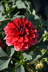 Grandalia Red Dahlia (Dahlia 'Grandalia Red') at Lakeshore Garden Centres