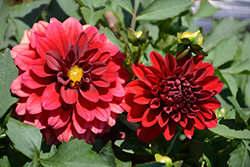 Grandalia Red Dahlia (Dahlia 'Grandalia Red') at Lakeshore Garden Centres