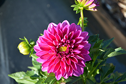 Grandalia Dark Rose Dahlia (Dahlia 'Grandalia Dark Rose') at Lakeshore Garden Centres