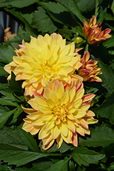 Grandalia Sunny Flame Dahlia (Dahlia 'Grandalia Sunny Flame') at Lakeshore Garden Centres
