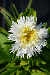 Belgian Lace Shasta Daisy (Leucanthemum x superbum 'TNLEUBL') at Lakeshore Garden Centres
