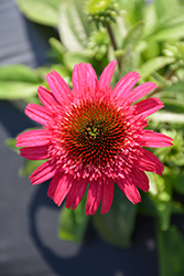 Cara Mia Rose Coneflower (Echinacea 'TNECHCMR') at Lakeshore Garden Centres