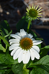 Feeling White Coneflower (Echinacea purpurea 'Feeling White') at Lakeshore Garden Centres