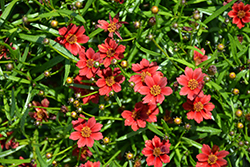 Twinklebells Red Tickseed (Coreopsis rosea 'URITW03') at Lakeshore Garden Centres