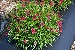Twinklebells Purple Tickseed (Coreopsis rosea 'URITW01') at Lakeshore Garden Centres