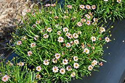 Twinklebells Pink Tickseed (Coreopsis rosea 'URITW02') at Lakeshore Garden Centres