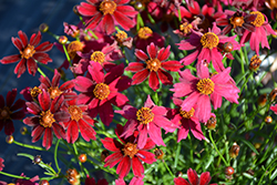 Bloomsation Dragon Tickseed (Coreopsis rosea 'URIBL01') at Lakeshore Garden Centres