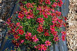 Bloomsation Dragon Tickseed (Coreopsis rosea 'URIBL01') at Lakeshore Garden Centres