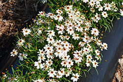 Bloomsation Chameleon Tickseed (Coreopsis rosea 'URIBL02') at Lakeshore Garden Centres