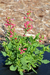 Cardinale Red Red Birds In A Tree (Scrophularia 'TNSCRCR') at Green Thumb Garden Centre