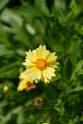 Solar Dance Tickseed (Coreopsis 'Solar Dance') at Lakeshore Garden Centres