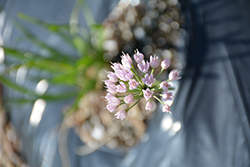 In Orbit Ornamental Onion (Allium 'In Orbit') at Lakeshore Garden Centres
