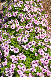 Surfinia Sumo Glacial Pink Petunia (Petunia 'Sunsurf Yohaiha') at Lakeshore Garden Centres