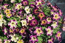 Crazytunia Moonstruck Petunia (Petunia 'Crazytunia Moonstruck') at Lakeshore Garden Centres