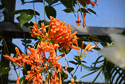 Flame Vine (Pyrostegia venusta) at Lakeshore Garden Centres