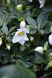Snow White Hellebore (Helleborus 'Snow White') at Lakeshore Garden Centres