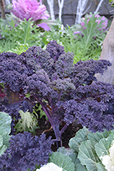 Redbor Kale (Brassica oleracea var. acephala 'Redbor') at Golden Acre Home & Garden