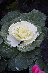 Osaka White Ornamental Cabbage (Brassica oleracea 'Osaka White') at Lakeshore Garden Centres