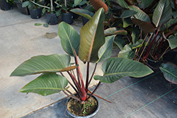 Rojo Congo Philodendron (Philodendron 'Rojo Congo') at A Very Successful Garden Center