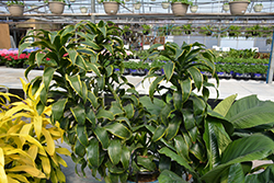 Dorado Dracaena (Dracaena fragrans 'Dorado') at Golden Acre Home & Garden