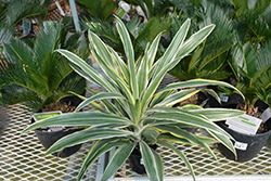 Warneckii Dracaena (Dracaena deremensis 'Warneckii') at Golden Acre Home & Garden