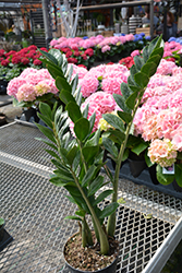 ZZ Plant (Zamioculcas zamiifolia) at Golden Acre Home & Garden