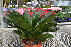 Japanese Sago Palm (Cycas revoluta) at Golden Acre Home & Garden