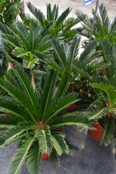 Japanese Sago Palm (Cycas revoluta) at Golden Acre Home & Garden