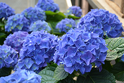 Early Blue Hydrangea (Hydrangea macrophylla 'Early Blue') at Lakeshore Garden Centres