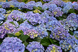 Early Blue Hydrangea (Hydrangea macrophylla 'Early Blue') at A Very Successful Garden Center