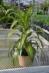 Hawaiian Sunshine Dracaena (Dracaena fragrans 'Hawaiian Sunshine') at Golden Acre Home & Garden