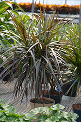 Red-edge Dracaena (Dracaena marginata) at Peter Knippel Garden Centre