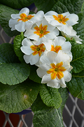 Winter White Primrose (Primula 'Winter White') at A Very Successful Garden Center
