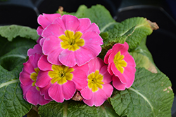 Supernova Pink Primrose (Primula 'Supernova Pink') at Lakeshore Garden Centres