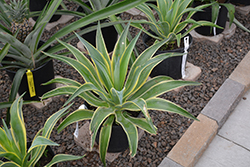 Variegated Smooth Agave (Agave desmetiana 'Variegata') at Lakeshore Garden Centres