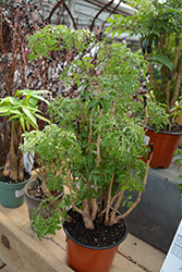 Ming Aralia (Polyscias fruticosa) at Golden Acre Home & Garden