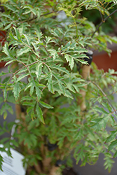 Ming Aralia (Polyscias fruticosa) at A Very Successful Garden Center