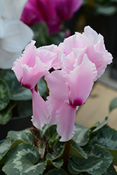 Halios Curly Light Rose with Red Eye Cyclamen (Cyclamen 'Halios Curly Light Rose with Red Eye') at Golden Acre Home & Garden