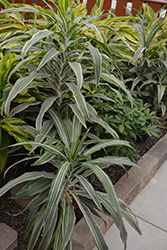 Warneckii Dracaena (Dracaena fragrans 'Warneckii') at Golden Acre Home & Garden