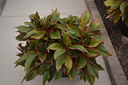 Siam Aurora Chinese Evergreen (Aglaonema 'Siam Aurora') at Peter Knippel Garden Centre