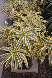 Song of India Plant (Dracaena reflexa 'Song of India') at Golden Acre Home & Garden
