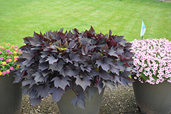 Sweet Caroline Bewitched After Midnight Sweet Potato Vine (Ipomoea batatas 'NCORNSP-020BWAM') at Lakeshore Garden Centres