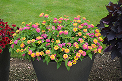 Luscious Berry Blend Lantana (Lantana camara 'Luscious Berry Blend') at Lakeshore Garden Centres