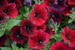 Supertunia Black Cherry Petunia (Petunia 'USTUN3003') at Lakeshore Garden Centres