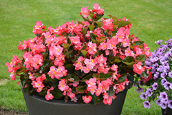 Surefire Rose Begonia (Begonia 'Surefire Rose') at Lakeshore Garden Centres
