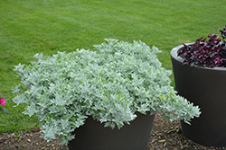 Silver Bullet Dusty Miller (Artemisia stellerianna 'Silver Bullet') at Lakeshore Garden Centres