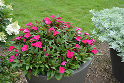 SunPatiens Compact Neon Pink New Guinea Impatiens (Impatiens 'SunPatiens Compact Neon Pink') at Lakeshore Garden Centres