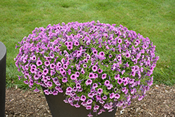 Supertunia Mulberry Charm Petunia (Petunia 'Supertunia Mulberry Charm') at Lakeshore Garden Centres