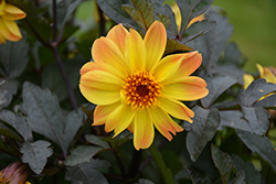 Dahlightful Tupelo Honey Dahlia (Dahlia 'G15307') at Lakeshore Garden Centres