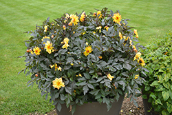 Dahlightful Tupelo Honey Dahlia (Dahlia 'G15307') at Lakeshore Garden Centres